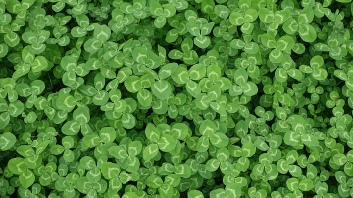 What’s the world record for leaves found on a clover?